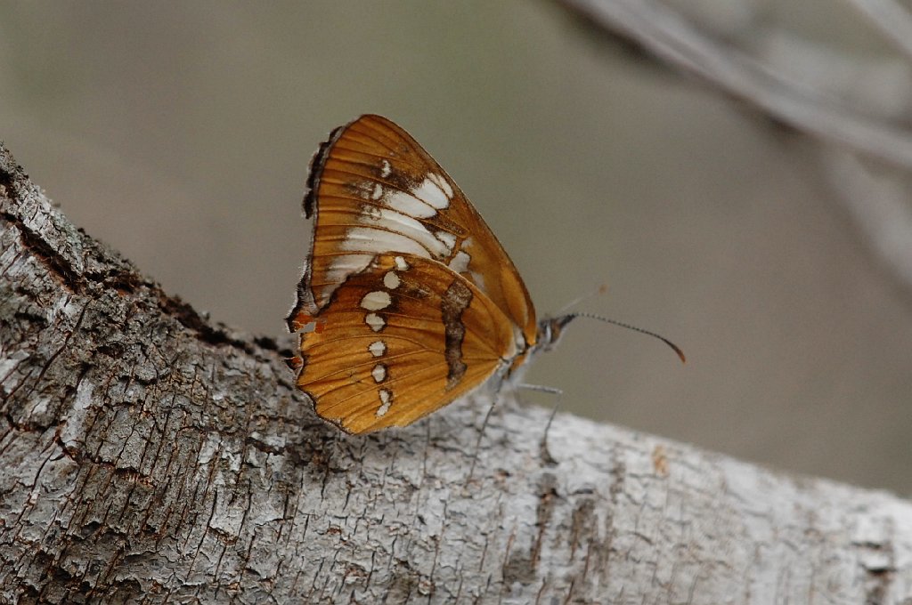 049 2012-12308386 Santa Ana NWR, TX.JPG - Common Mestra (Mestra amymone). Butterfly. Santa Ana National Wildlife Refuge, TX, 12-30-2012